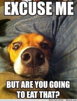 7b767d9db08e0a711bf97aaeecc6097d--so-funny-funny-dogs.jpg
