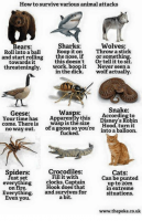 how-to-survive-various-animal-attacks-sharks-wolves-bears-roll-6170106.png