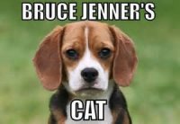 Bruce jenners cat.jpg