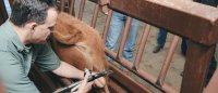Castration _ When To Castrate Beef Calves – Let's Talk Agric – Developing Agriculture In Africa.jpg