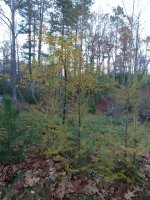 IMG_20171025_174241810.jpg