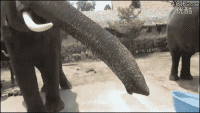 ElephantGif.gif
