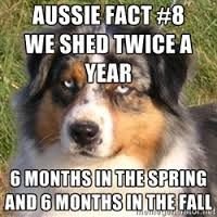 939ea280a8a0d8383efbd2713744d3a4--australian-shepherds-australian-shepherd-shedding.jpg