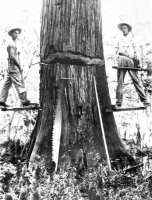 big-cypress-logging.jpg