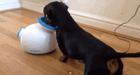 giphy.gif