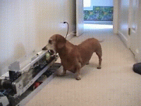 giphy (1).gif