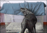 1hdYOEn.gif