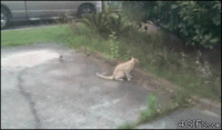 7460B80C-B005-4D9C-B634-D1E3C92A5648.gif