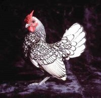 chicken_09.jpg