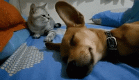 sht-happens-sometimes-251.gif