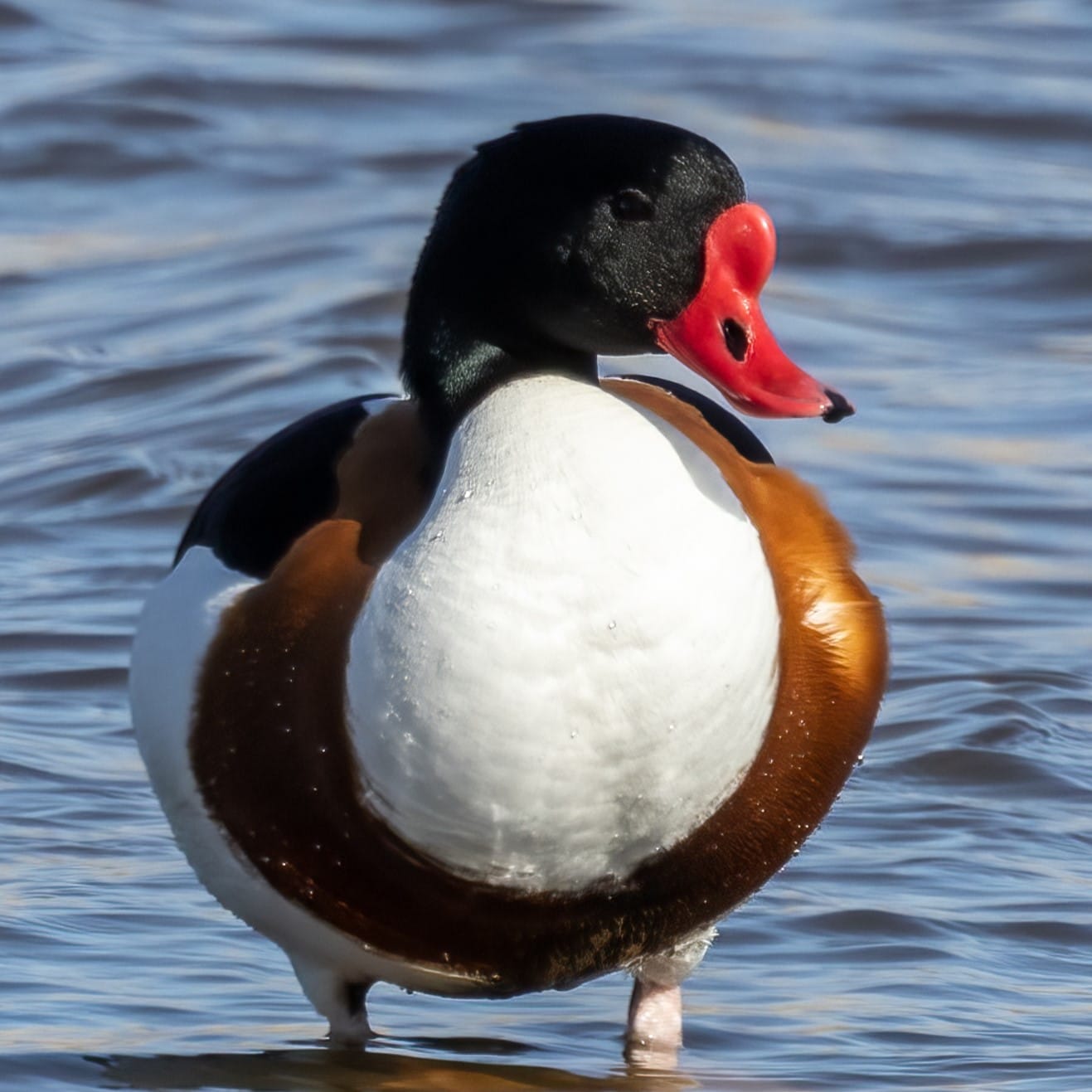 birdwatchinghq.com