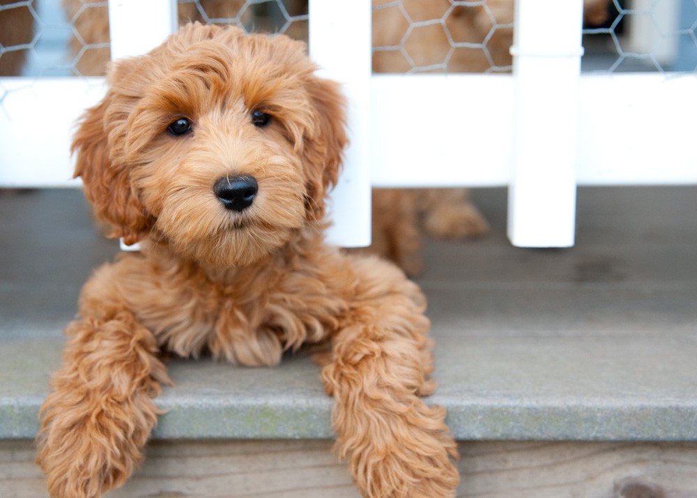 labradoodle-puppy.jpg