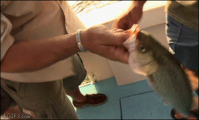 Surprise-catch.gif