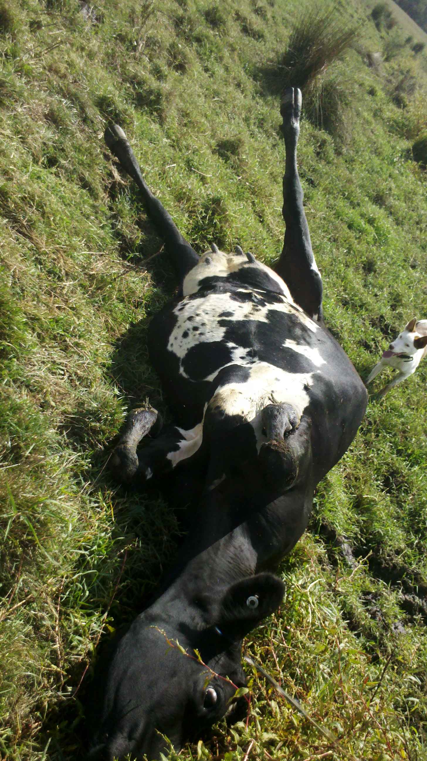 upsidedown.jpg
