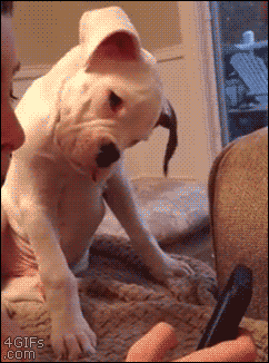 85786326.gif