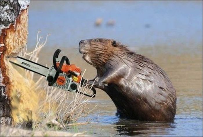 beaver-chainsaw.jpg