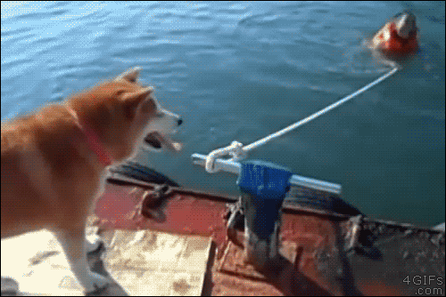 85181550.gif