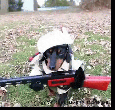 tenor.gif
