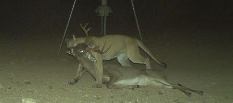 deer-management-mountain-lion-kills-buck-07.JPG