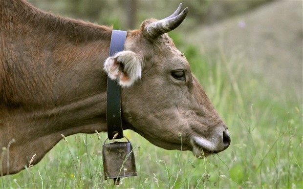 cow-bell-1.jpg