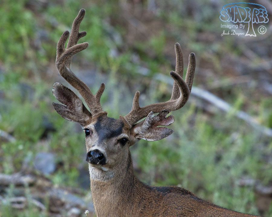 D3X3604-MuleDeer.jpg