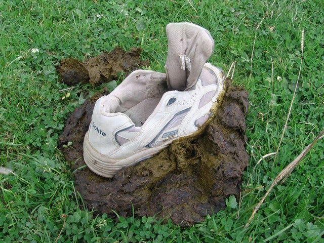 poop-shoe.jpg