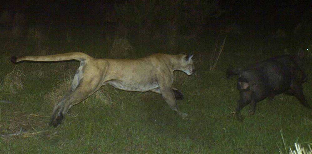 PANTHERhog.jpg