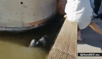 Funny-Video-Girl-Sea-Calf-Water-Gif.gif