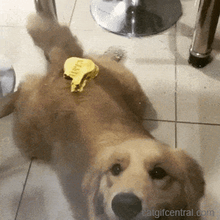 6ef71cdc575722409913212d64d0500f.gif