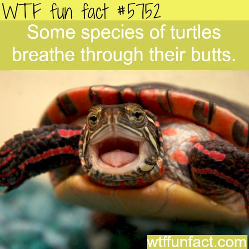 f3cec5cd48d4fb1a995235e34b30d041--cute-turtles-sea-turtles.jpg