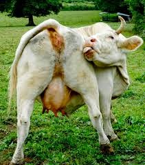 cow+butt.jpg