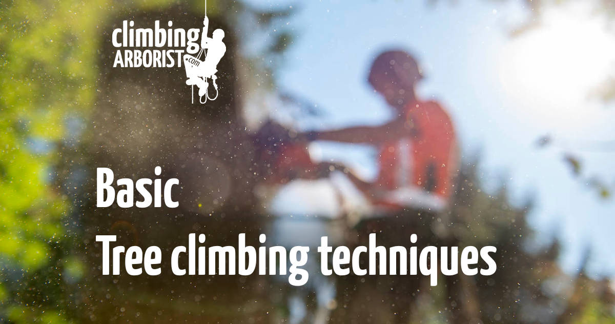 www.climbingarborist.com