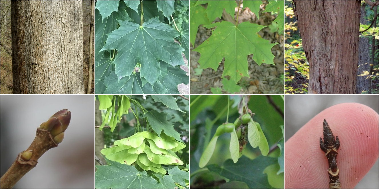 bplant.org