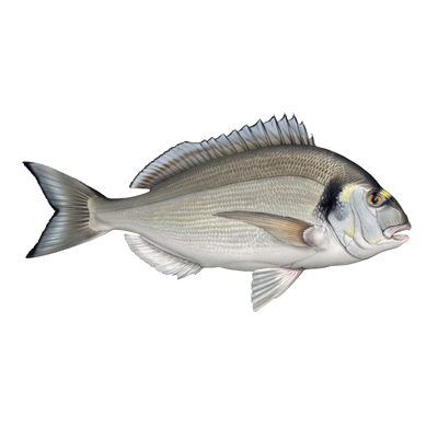 gilt-headed-bream-seafish.jpg