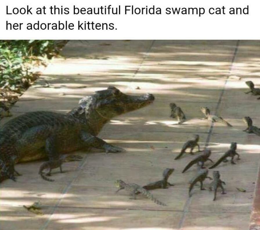 85051780.jpg