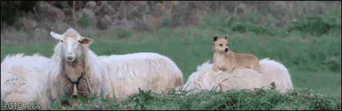 85931137.gif