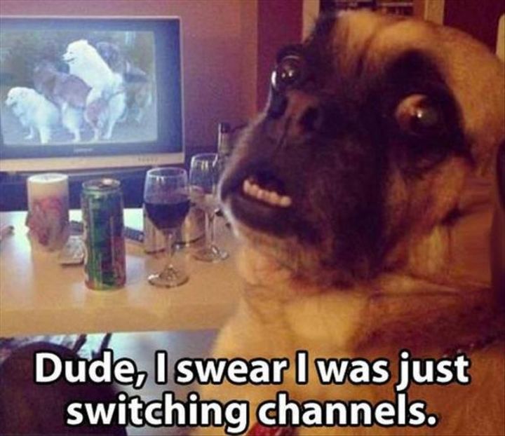 sex-memes-dude-switching-channels-dog9.jpg