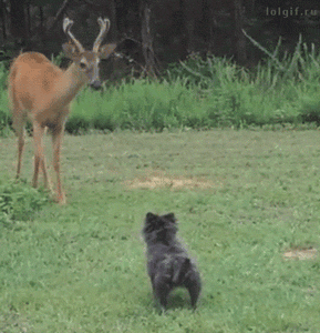 deer-stomp-dog-run-tumblr-size.gif