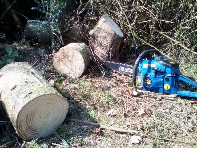 phoca_thumb_l_01.04._vom_Sturm_umgestuerzte_Baeume_beseitigen_40.jpg