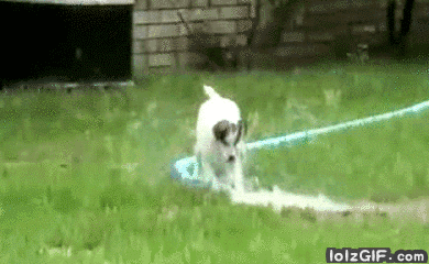 dog-does-the-sprinkler.gif