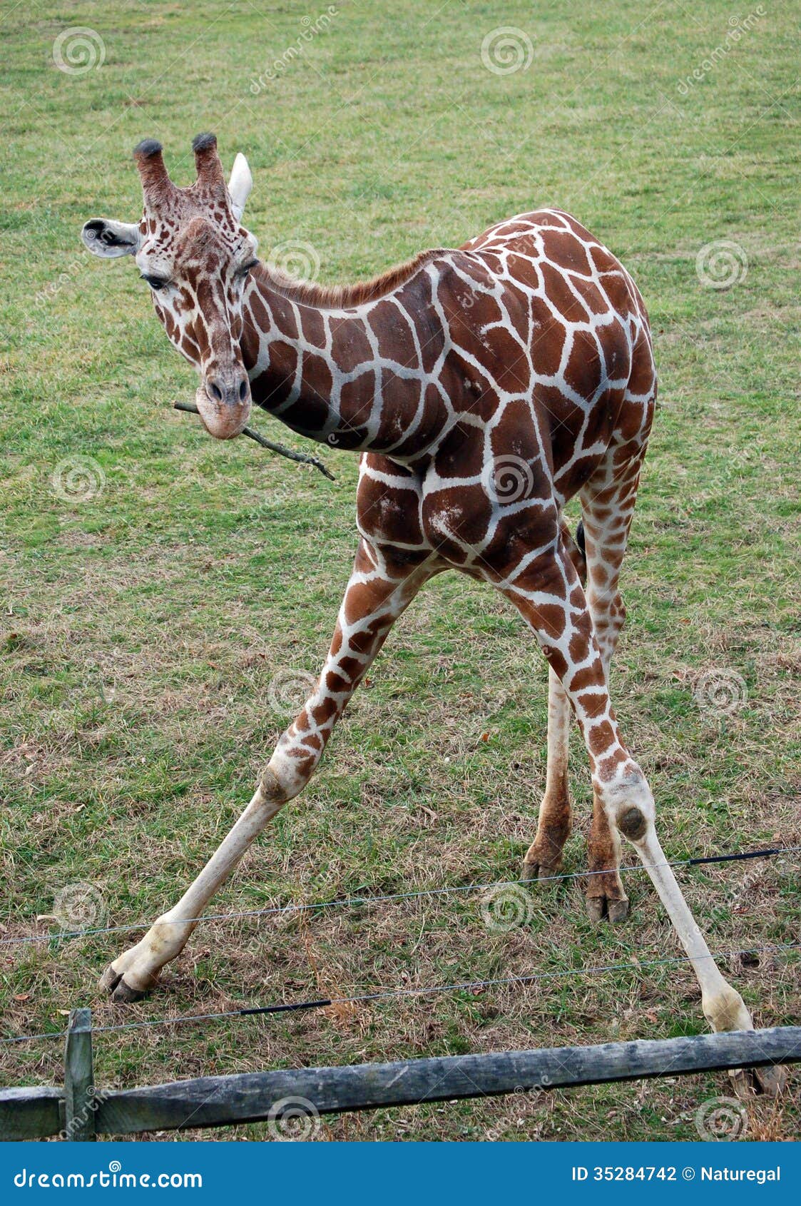 baby-giraffe-munching-twig-full-body-shot-splayed-front-legs-35284742.jpg