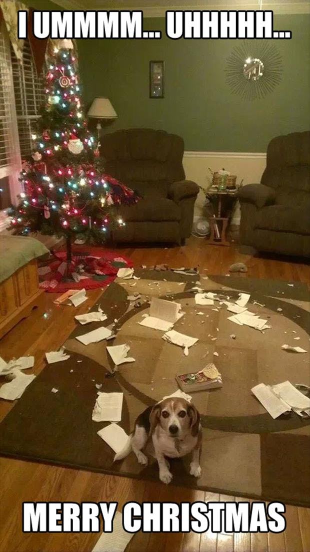 146b72fa-c567-454e-9775-5f8eae40de04-christmas-dog-meme-151.jpg