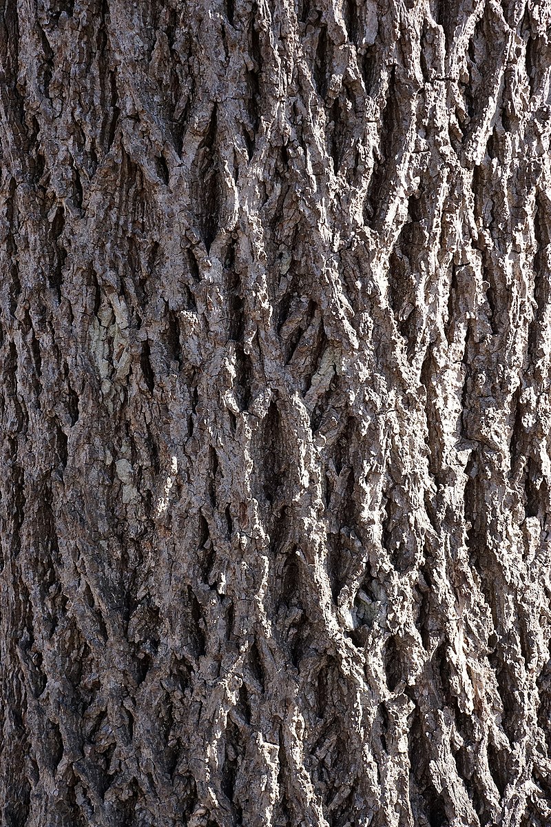 800px-Carya_cordiformis_%28Bitternut_Hickory%29_%2833323804856%29.jpg