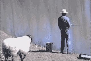 animals-being-jerks-sheep-butts-fisherman.gif